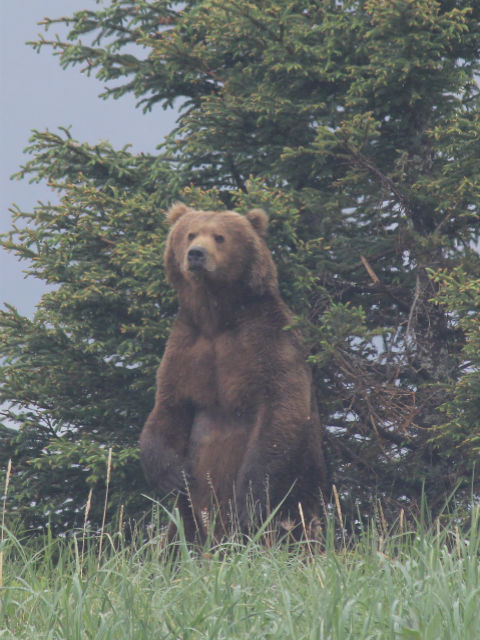 Alaska Bear Viewing