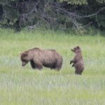 Bear Viewing in Alaska