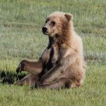 Bear Viewing in Alaska