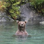 Bear Viewing in Alaska