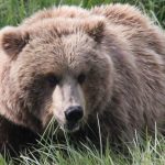 Bear Viewing in Alaska