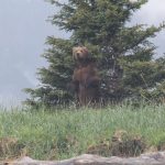 Alaska Bear Viewing