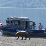 Alaska Bear Viewing