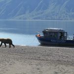 Alaska Bear Viewing