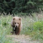 Bear Viewing in Alaska