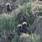 Alaska Bird Watching