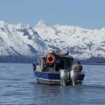 Alaska Bird Watching