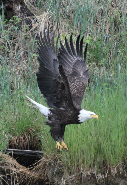 Alaska Bird Watching