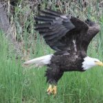 Bird Watching in Alaska