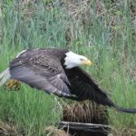 Bird Watching in Alaska