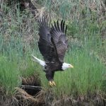 Bird Watching in Alaska