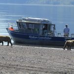 Bear Viewing in Alaska