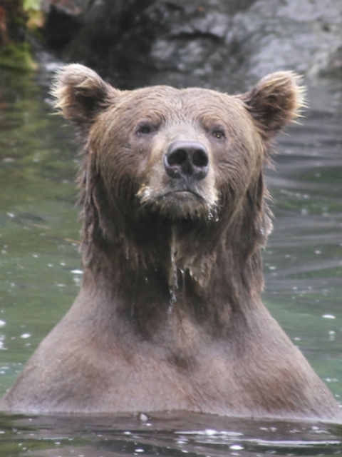 Alaska Bear Viewing