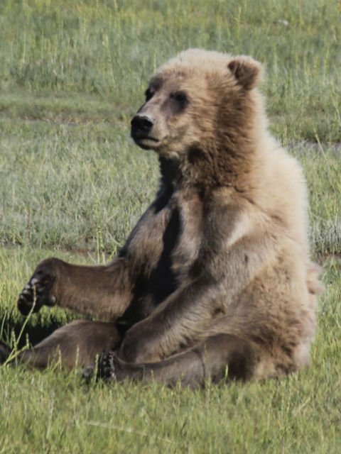 Alaska Bear Viewing