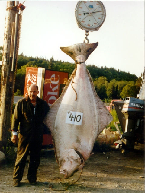 Halibut: The Flatfish Monsters of the Sea!