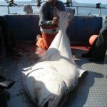 Alaska halibut fishing