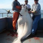 Alaska halibut fishing