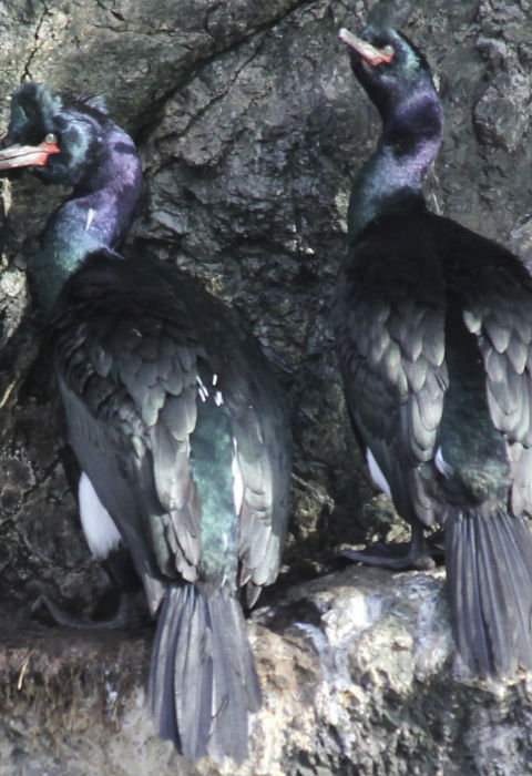 Homer Kachemak Bay Shorebird Festival Birding Tours In Alaska