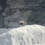 Bird Viewing in Alaska