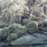 Bird Viewing in Alaska