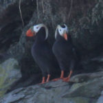 Bird Viewing in Alaska