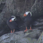 Bird Watching in Alaska