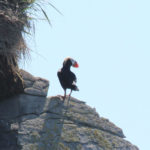 Bird Watching in Alaska