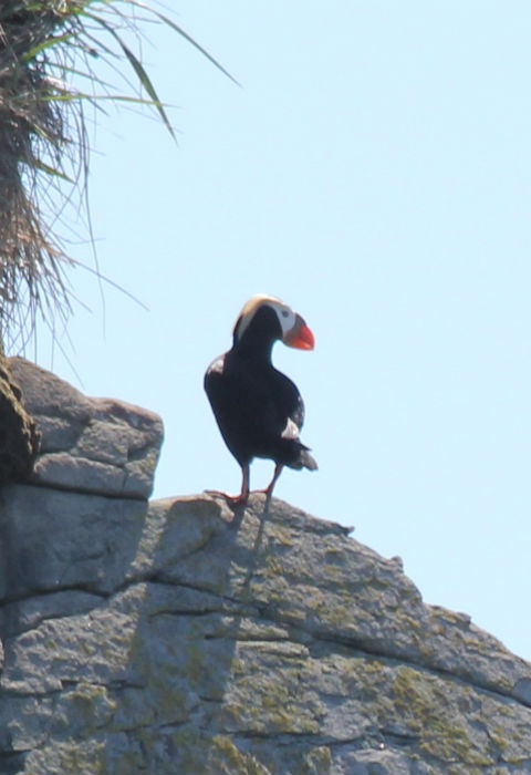 Alaska Birding, Birdwatching Tours