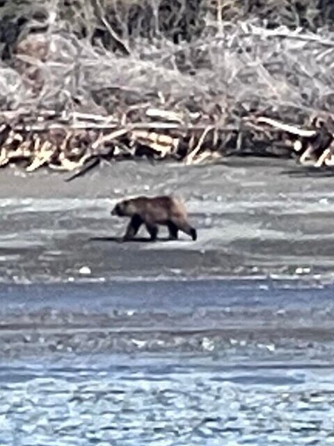 Alaska Bear Viewing