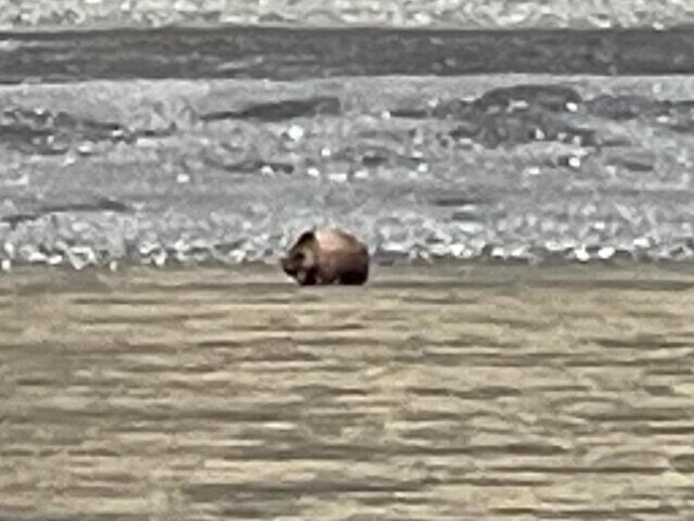 Alaska Bear Viewing