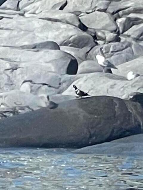 Bird Watching in Alaska