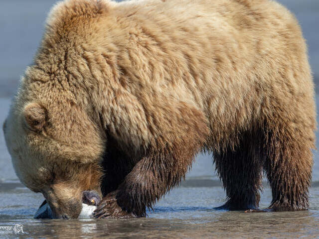 bear viewing alaska