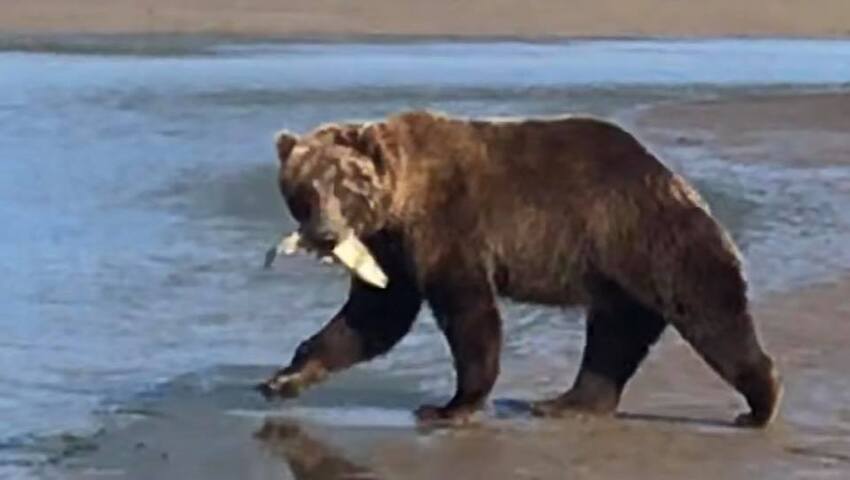 bear viewing alaska
