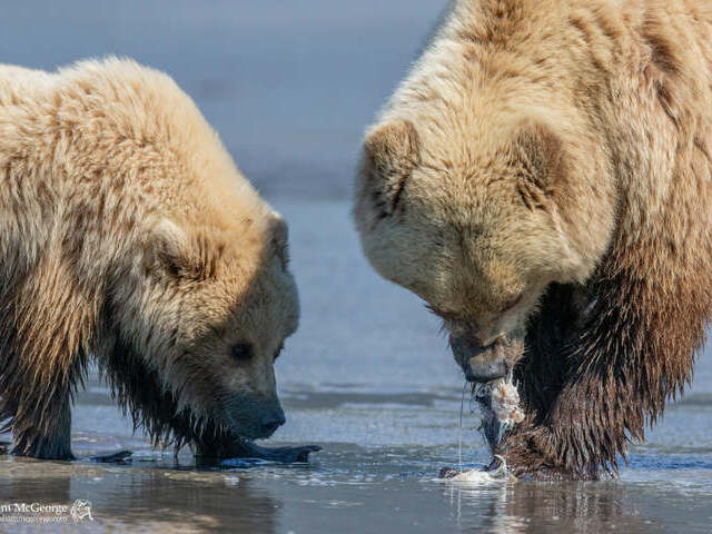 bear viewing alaska