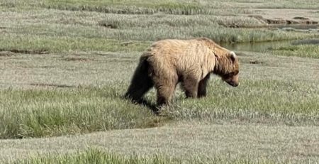 Bear Viewing in Alaska