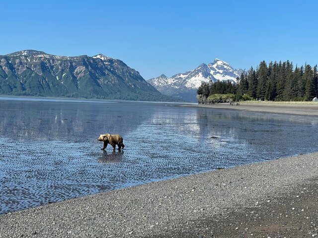 chinitna bay bear tours