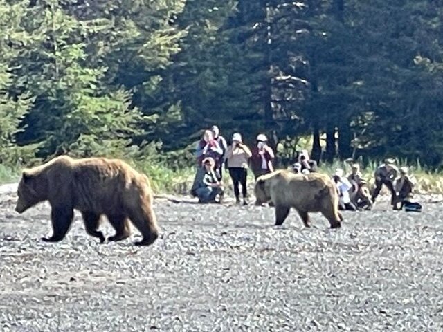 chinitna bay bear tours