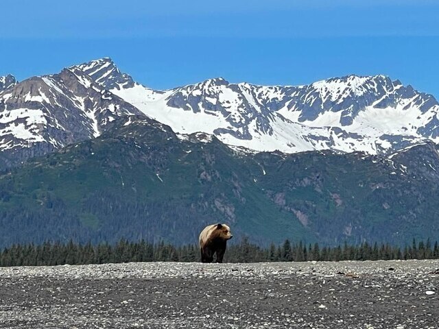 chinitna bay bear tours