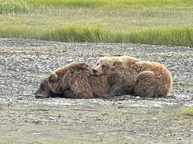 Bear Viewing in Alaska