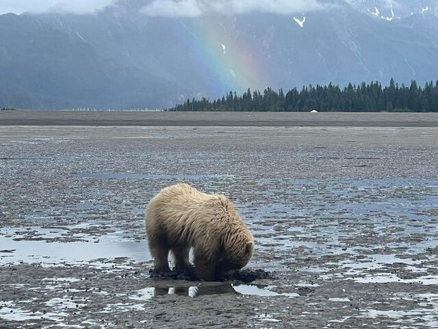 Bear Viewing in Alaska