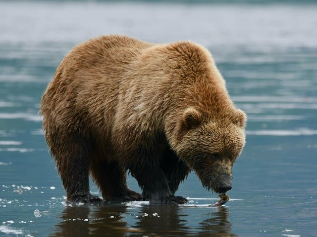 Bear Viewing in Alaska