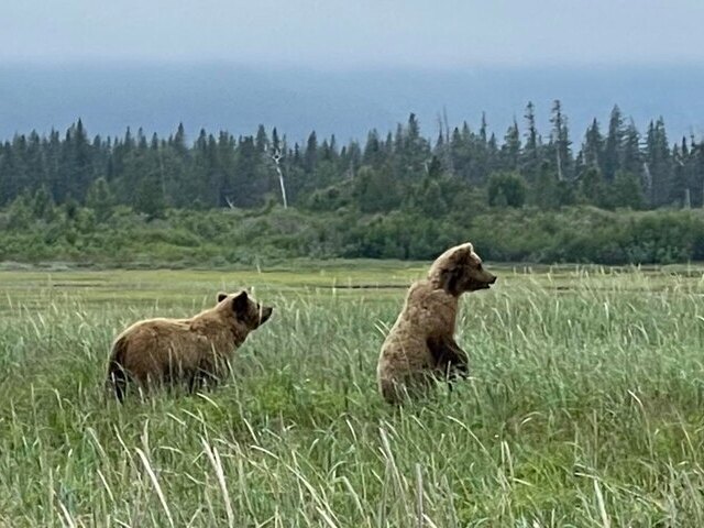 Bear Viewing in Alaska