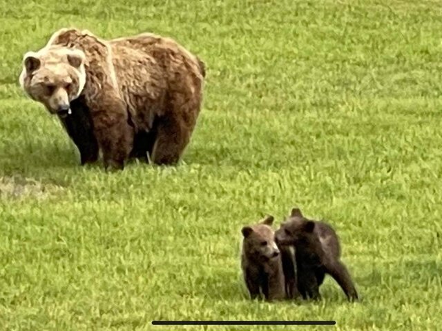 Bear Viewing in Alaska