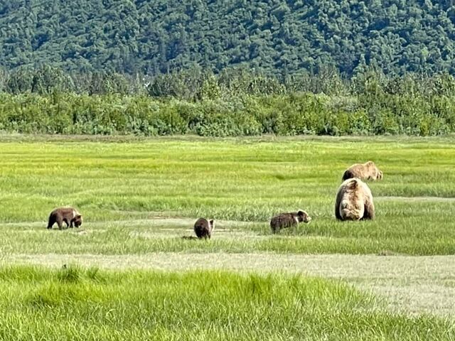 Bear Viewing in Alaska