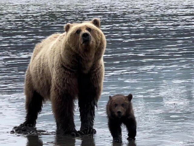 Bear Viewing in Alaska