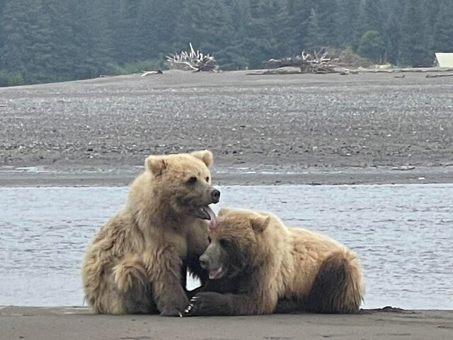 Bear Viewing in Alaska