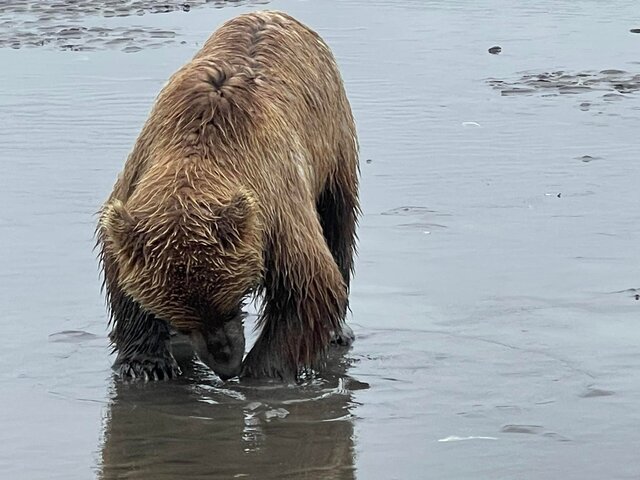 Bear Viewing in Alaska