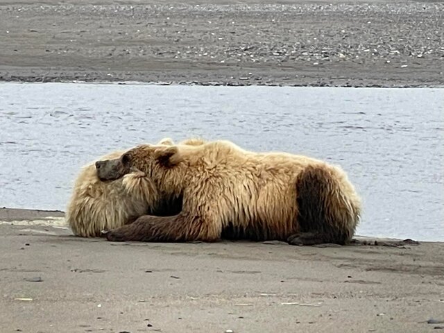 Bear Viewing in Alaska