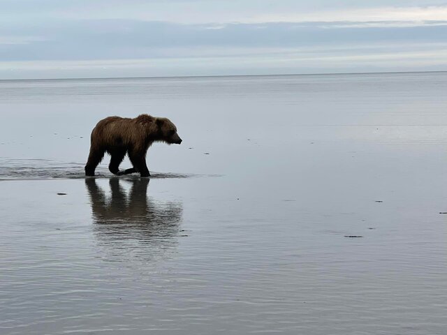 Bear Watching in Alaska