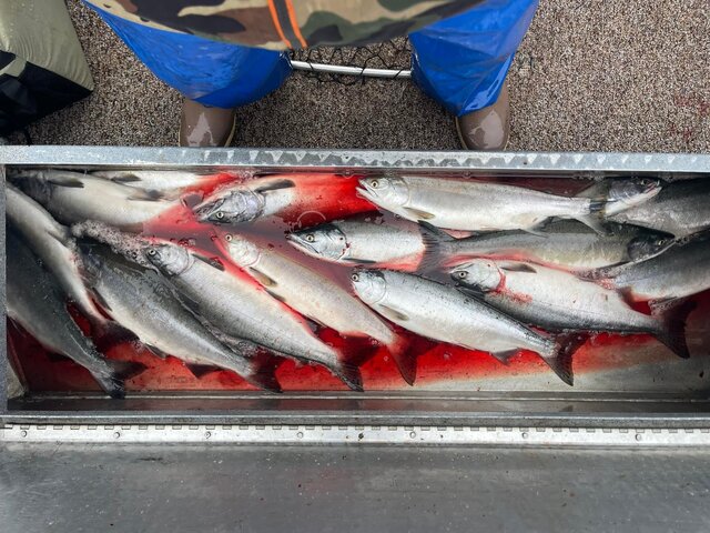 Salmon Fishing in Alaska